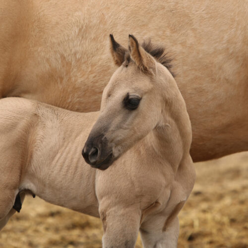 A Young Horse
