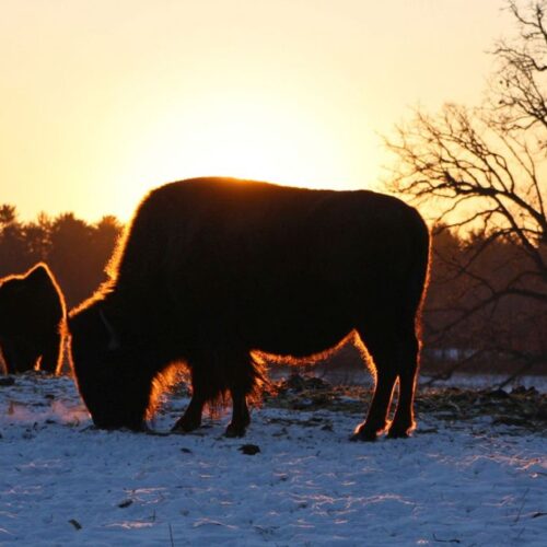 A Herd Of Bison On A Sunset Scene