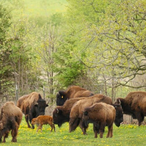 A Herd of Bison