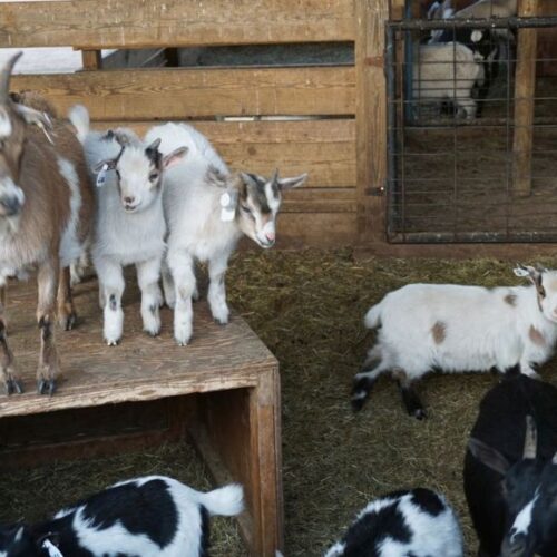 Group Of Goats Enjoys The Stables