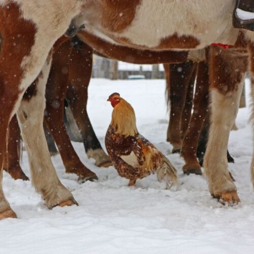 A Rooster On A Snow